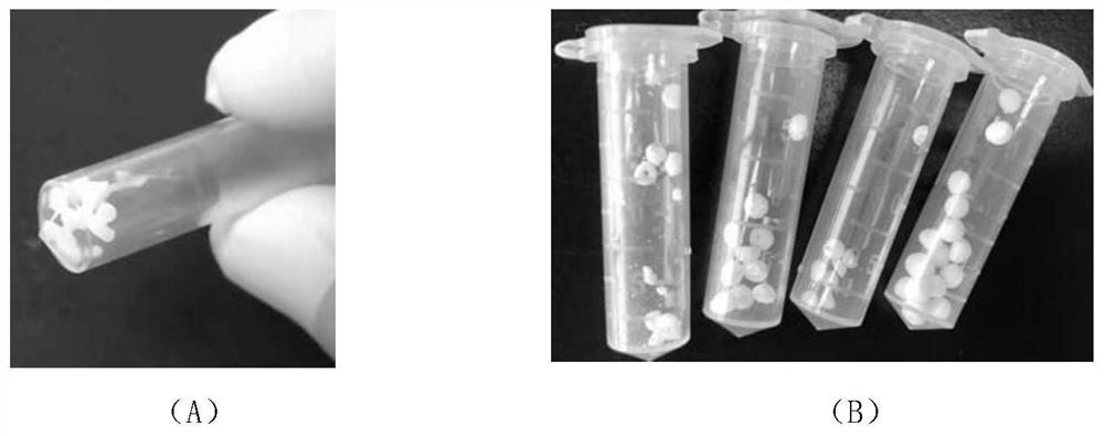 DIP rapid amplification detection reagent for fully-integrated micro-fluidic chip and application of DIP rapid amplification detection reagent