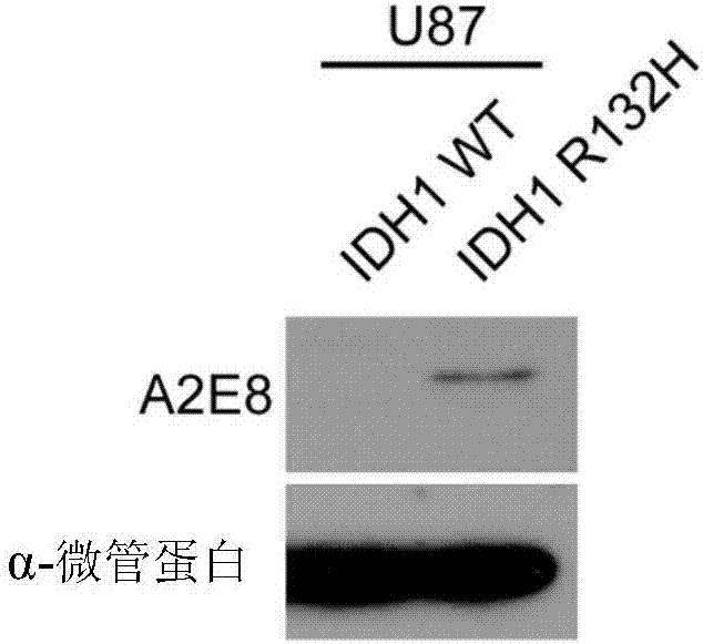 Anti-IDH1 R132H antibody as well as preparation method and application thereof