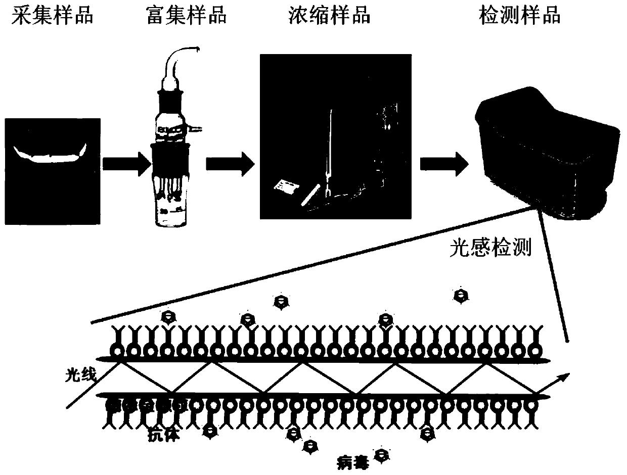 Rapid respiratory tract microorganism detection system and method