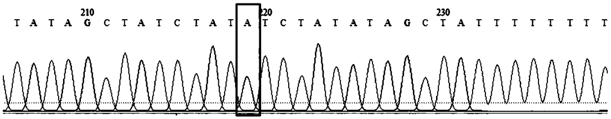 Method, primers and application for detecting SMN1 and SMN2 gene mutation