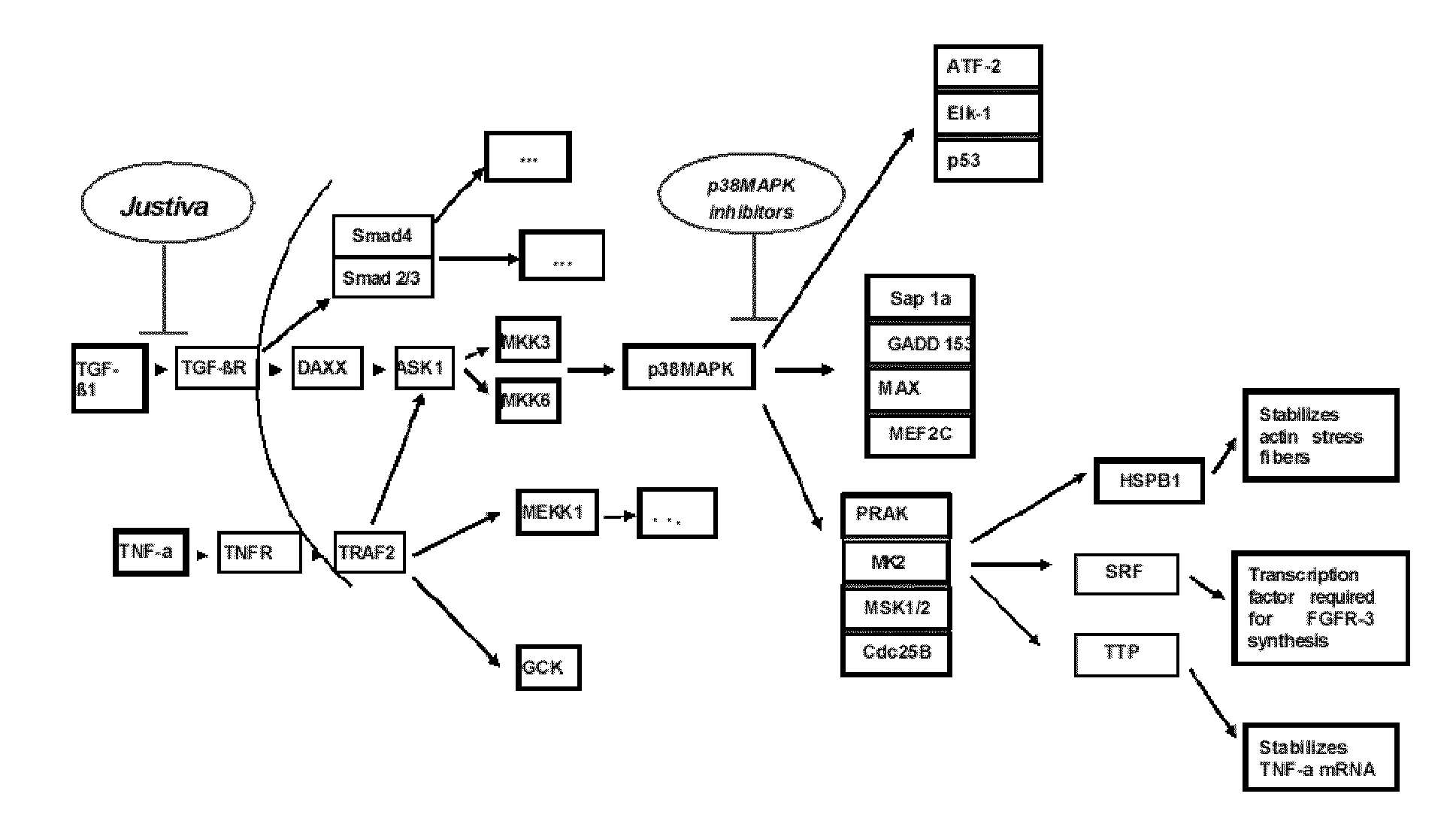 Methods for Treating or Preventing Vascular Graft Failure