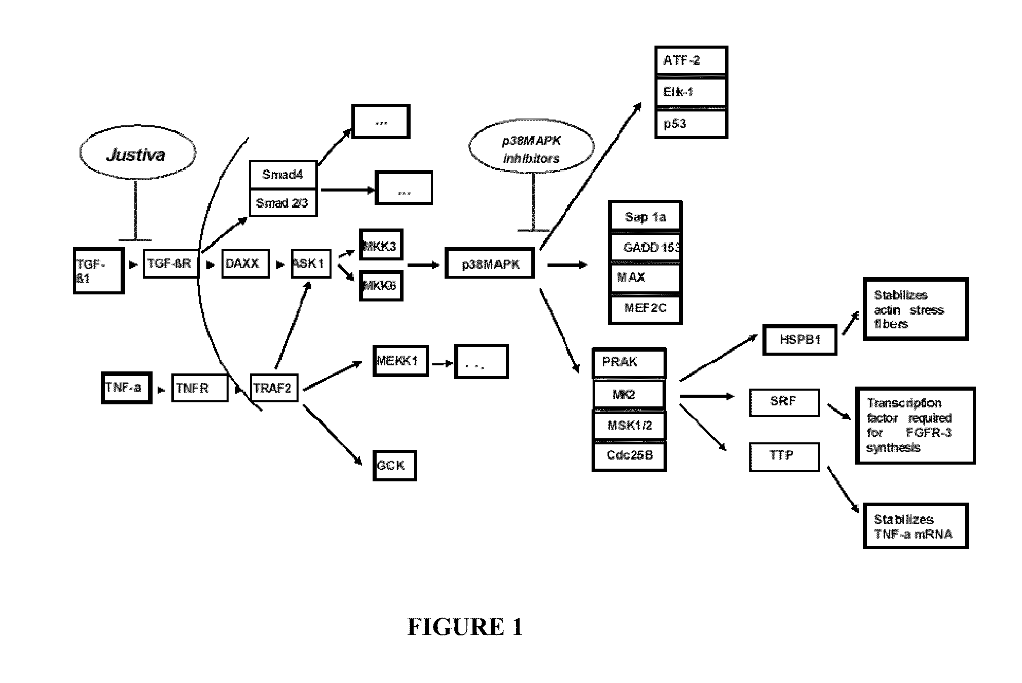 Methods for Treating or Preventing Vascular Graft Failure