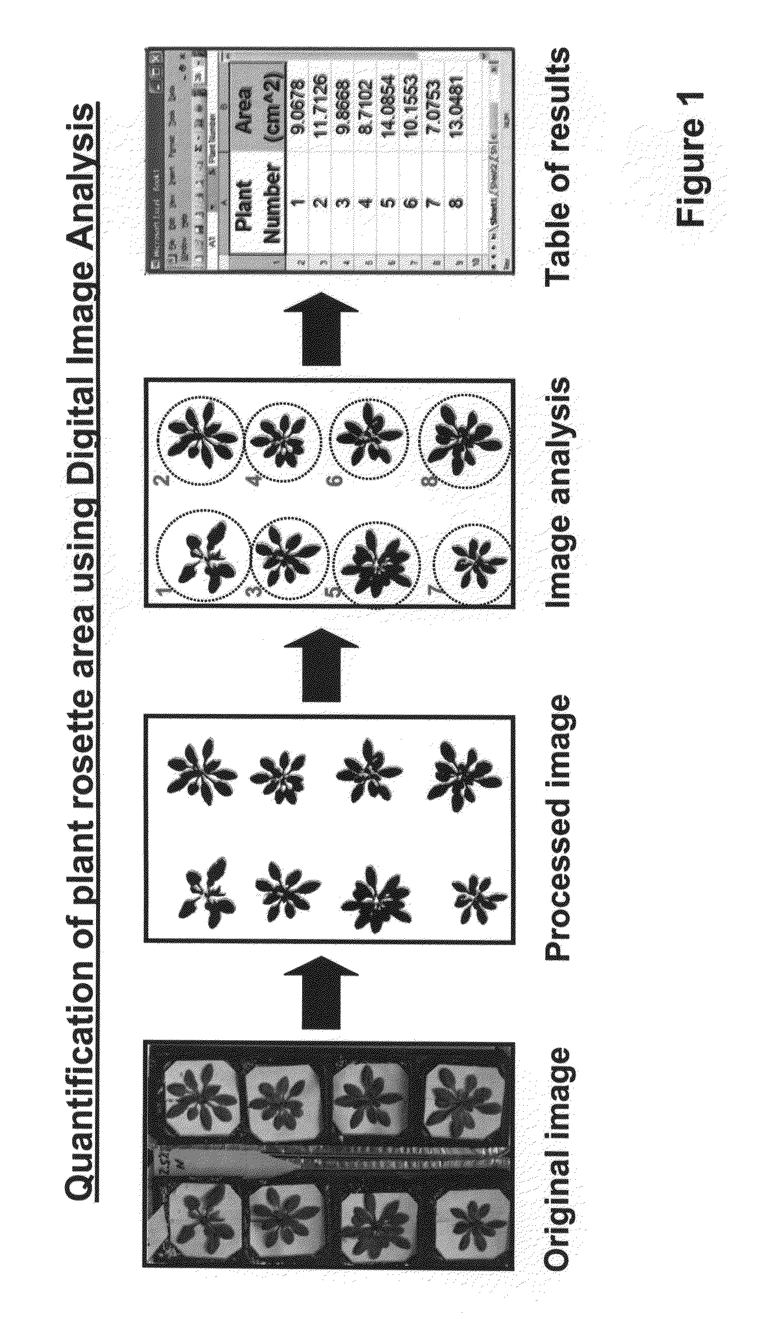 Methods of increasing abiotic stress tolerance and/or biomass in plants and plants generated thereby