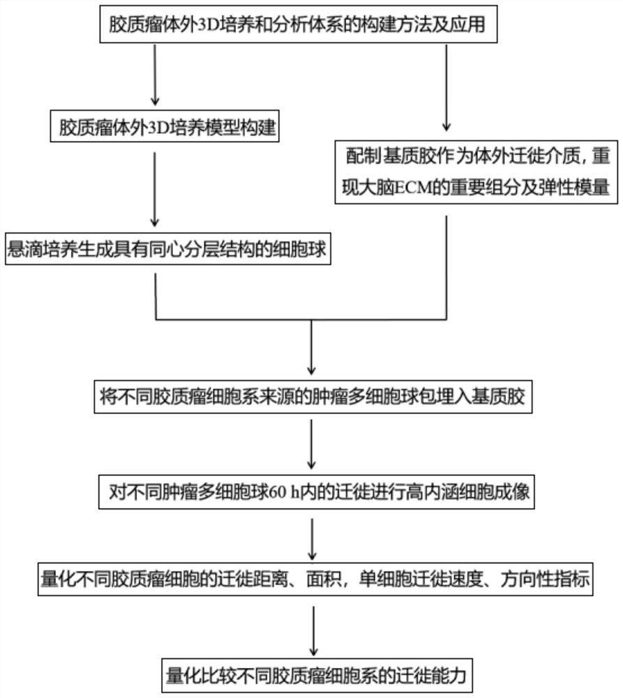 Method for constructing glioma in-vitro 3D culture and analysis system and application