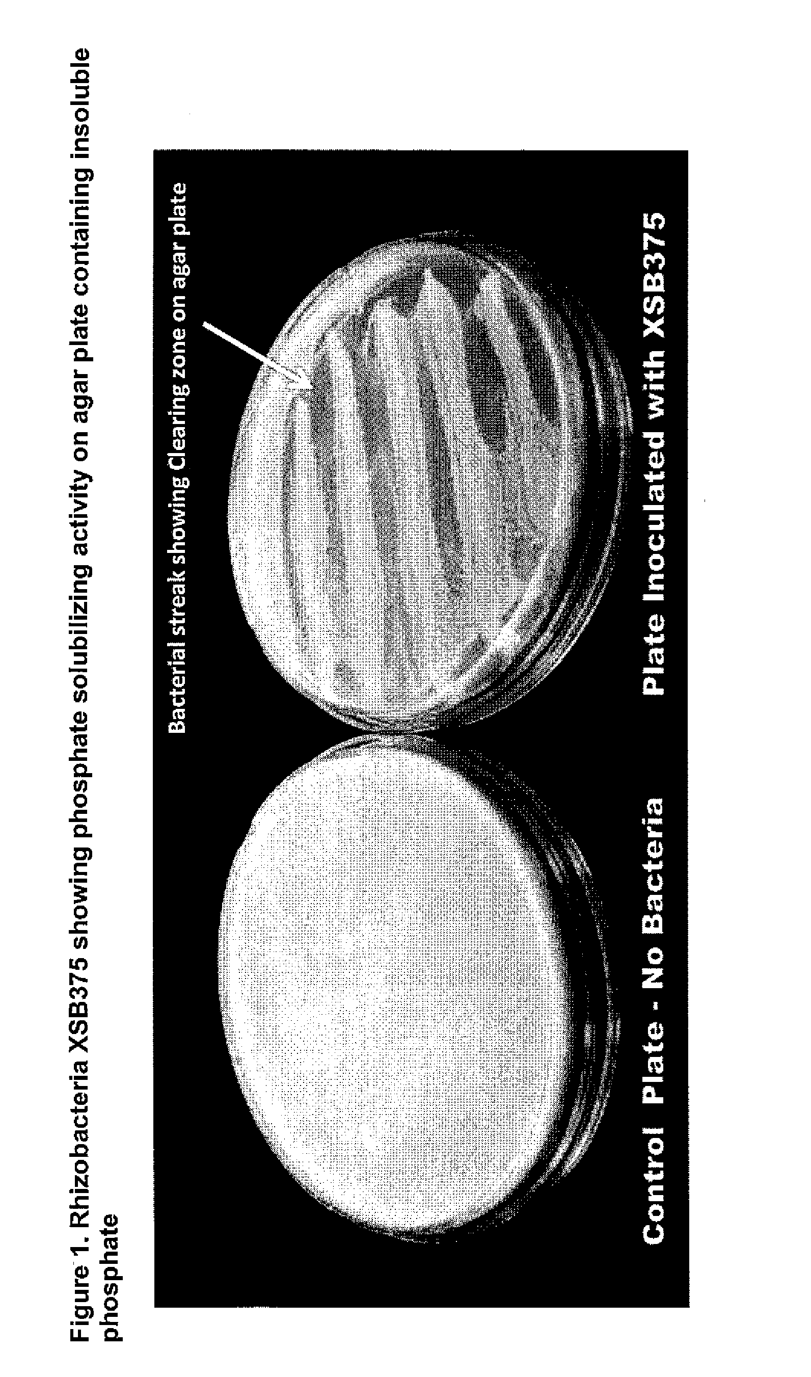 Phosphate solubilizing rhizobacteria bacillus firmus as biofertilizer to increase canola yield