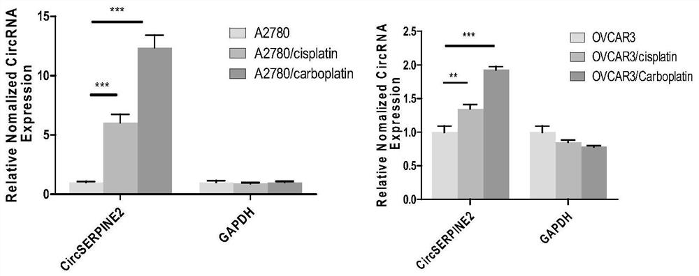 Application method of circular RNA CircSERPINE2 and detection and treatment preparation