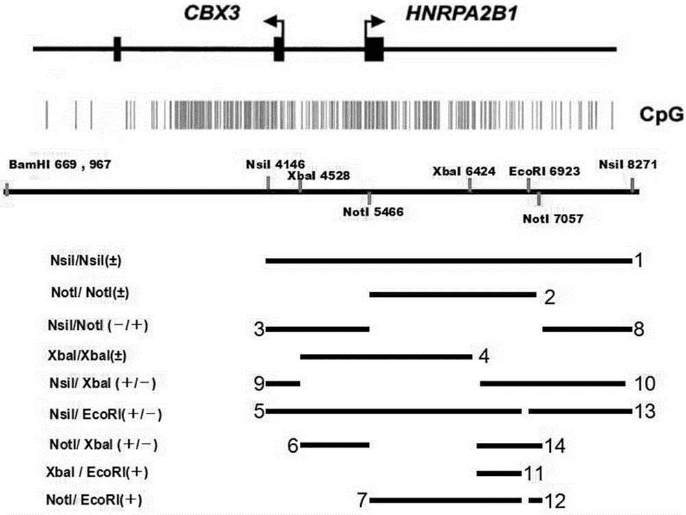 Porcine UCOE regulatory element fragment for enhancing exogenous gene expression