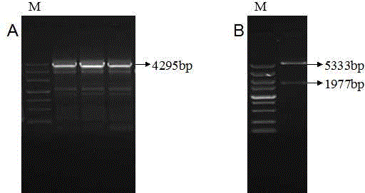 Porcine UCOE regulatory element fragment for enhancing exogenous gene expression