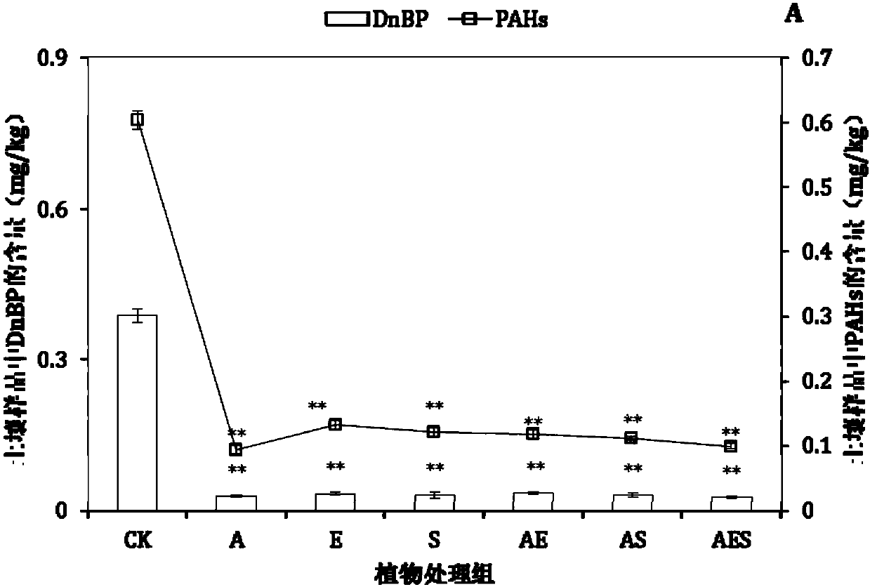 Plant mixed cultivation remediation method for phthalate-polycyclic aromatic hydrocarbon-heavy metal polluted soil