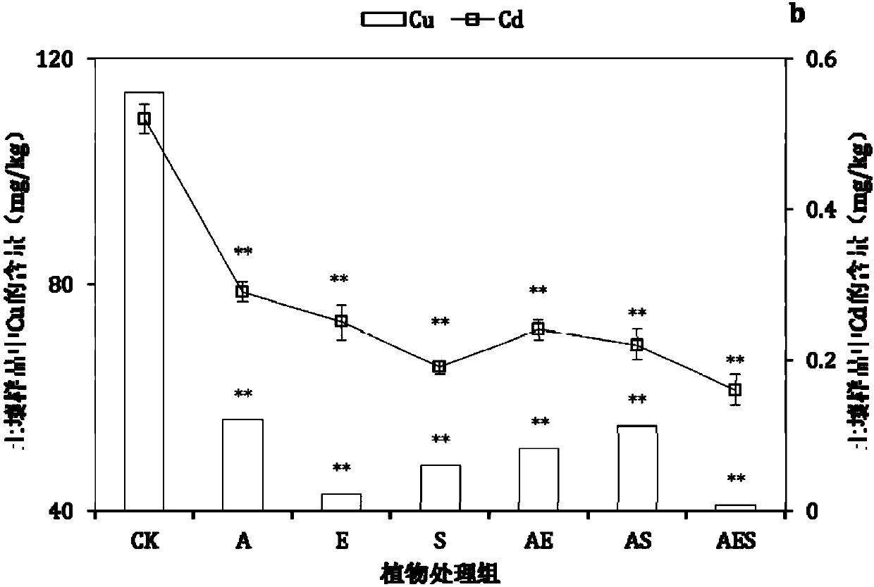 Plant mixed cultivation remediation method for phthalate-polycyclic aromatic hydrocarbon-heavy metal polluted soil