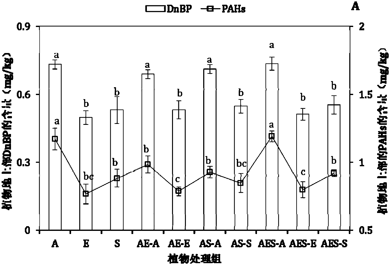 Plant mixed cultivation remediation method for phthalate-polycyclic aromatic hydrocarbon-heavy metal polluted soil