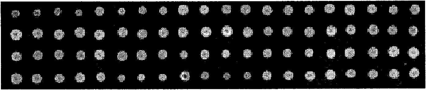 Multi-sample multi-site SNP detection method