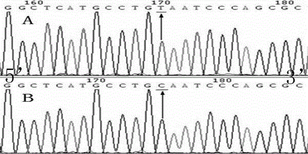 -2786 locus variant of mitochondrial fusion gene 2 and detection method of -2786 locus variant