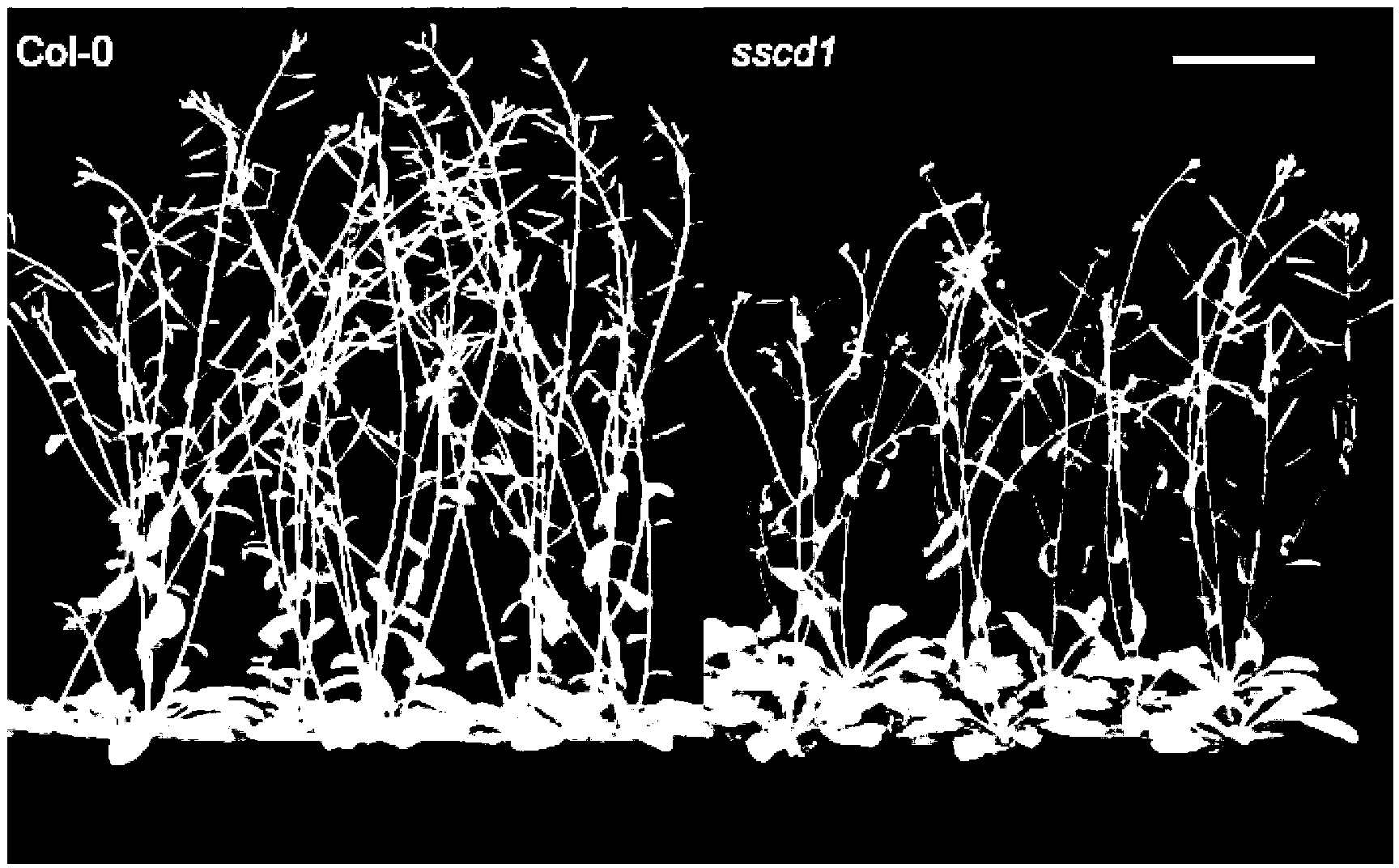 Short-day sensitive cell death SSD1 gene and coded protein and application thereof