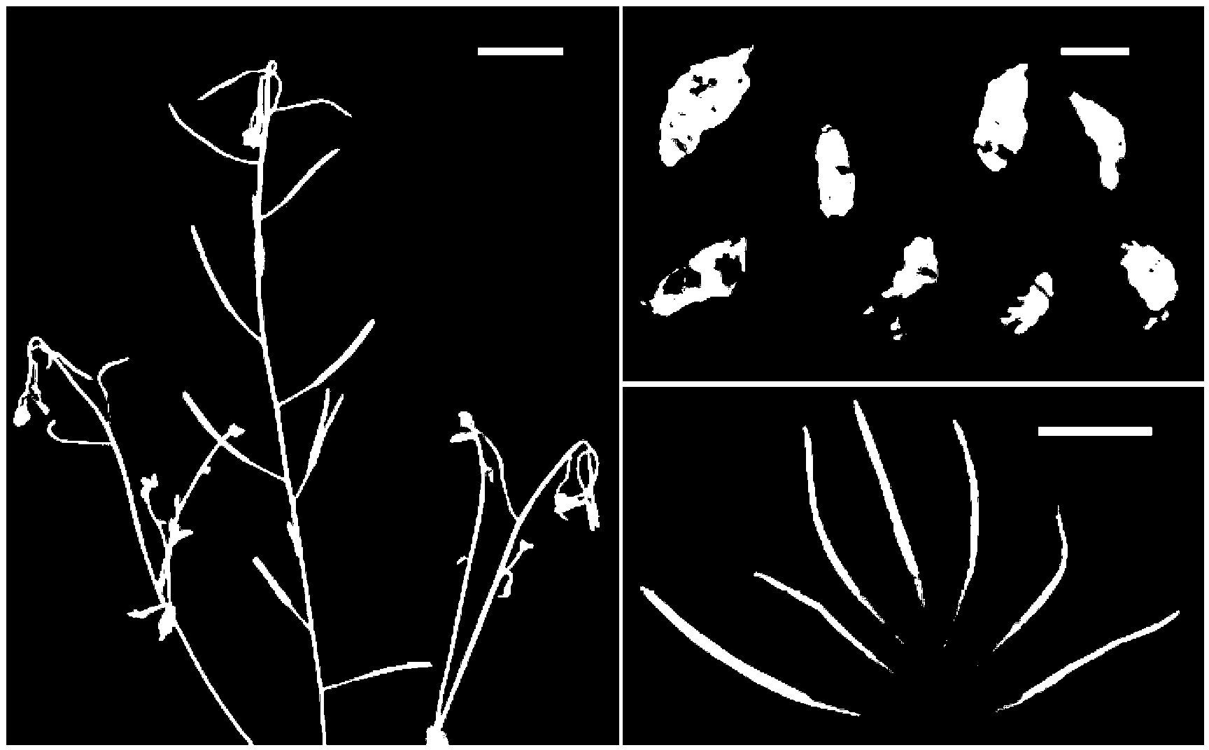 Short-day sensitive cell death SSD1 gene and coded protein and application thereof