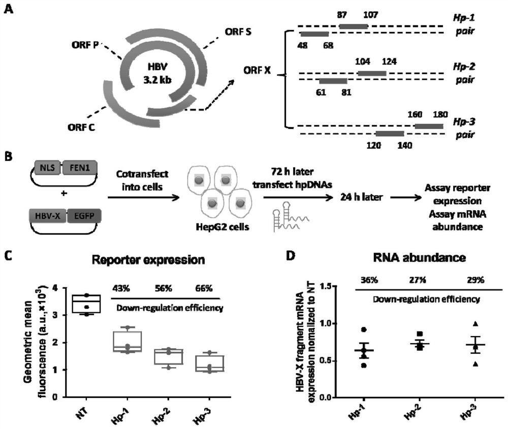 Medicine capable of simultaneously targeting RNA (Ribonucleic Acid) and DNA (Deoxyribonucleic Acid) viruses and application