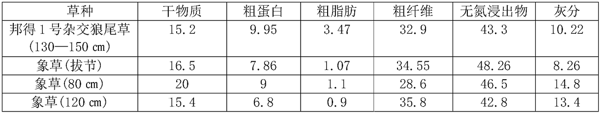 Preparation method of Chinese pennisetum interspecific triploid hybrid under natural conditions