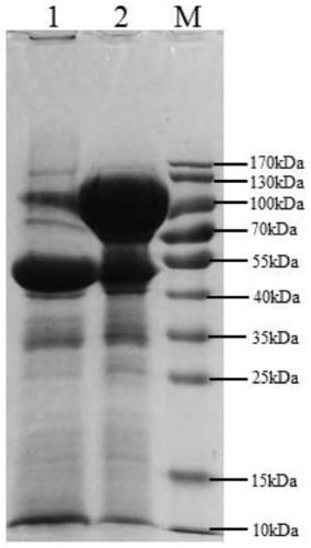 Optimized high-temperature trehalase MS-Tre capable of being expressed efficiently in aspergillus niger and encoding gene and application of optimized high-temperature trehalase MS-Tre