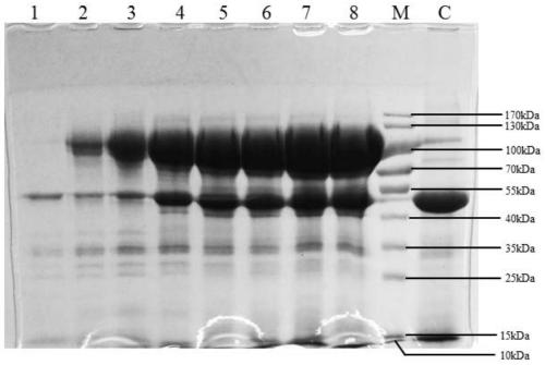 Optimized high-temperature trehalase MS-Tre capable of being expressed efficiently in aspergillus niger and encoding gene and application of optimized high-temperature trehalase MS-Tre