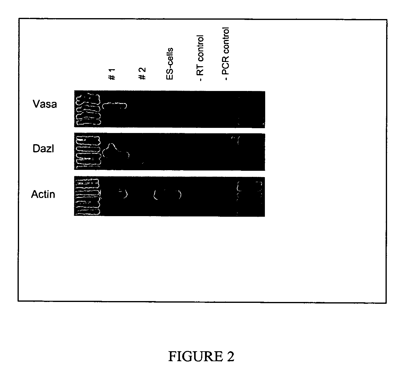 Long-term culture of avian primordial germ cells (PGCs)