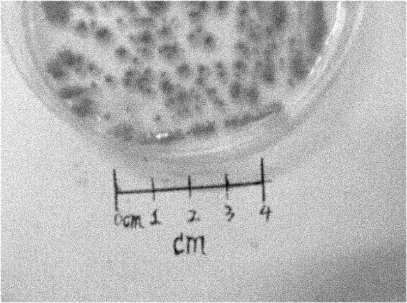 Deep-sea-sourced penicillium F11 capable of producing compound secalonic acid F with cytotoxic activity