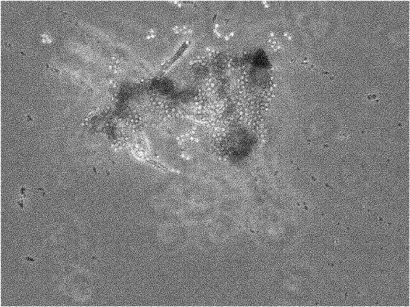 Deep-sea-sourced penicillium F11 capable of producing compound secalonic acid F with cytotoxic activity