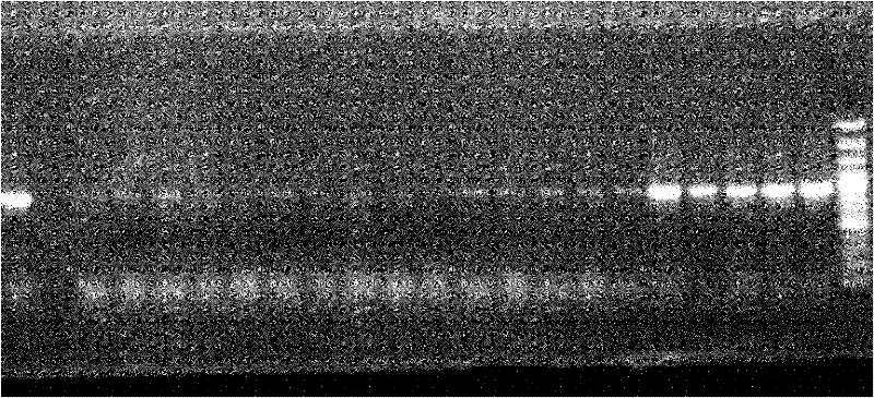 Deep-sea-sourced penicillium F11 capable of producing compound secalonic acid F with cytotoxic activity