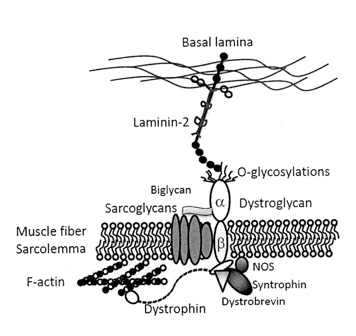 Multispecific binding molecules having specificity to dystroglycan and laminin-2