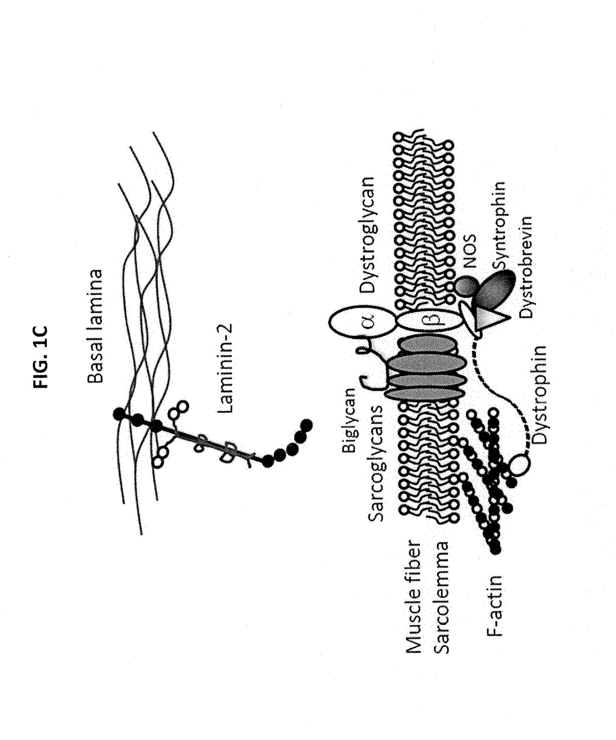 Multispecific binding molecules having specificity to dystroglycan and laminin-2