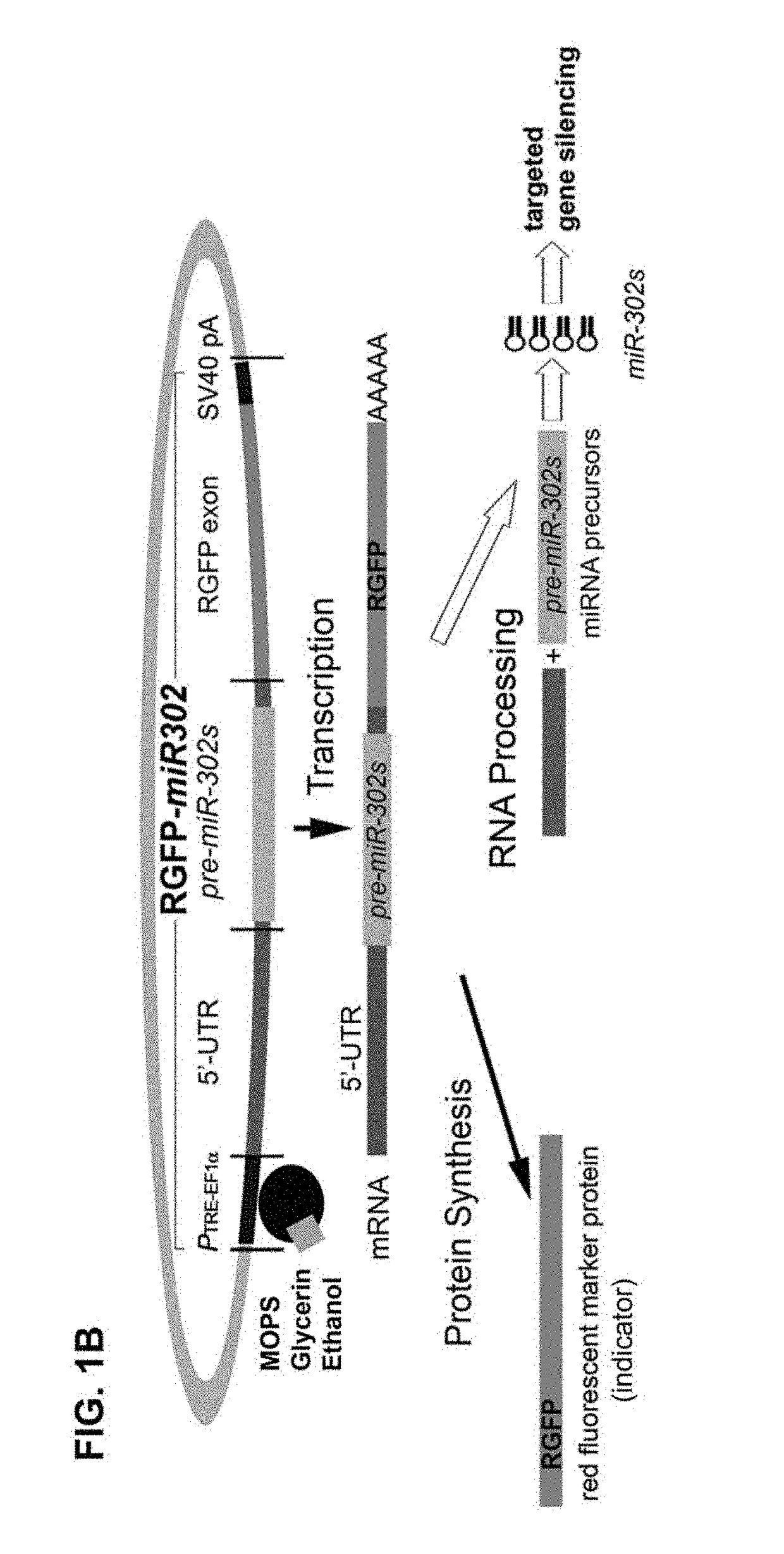 Composition and method of using mir-302 precursors as drugs for treating alzheimer's diseases