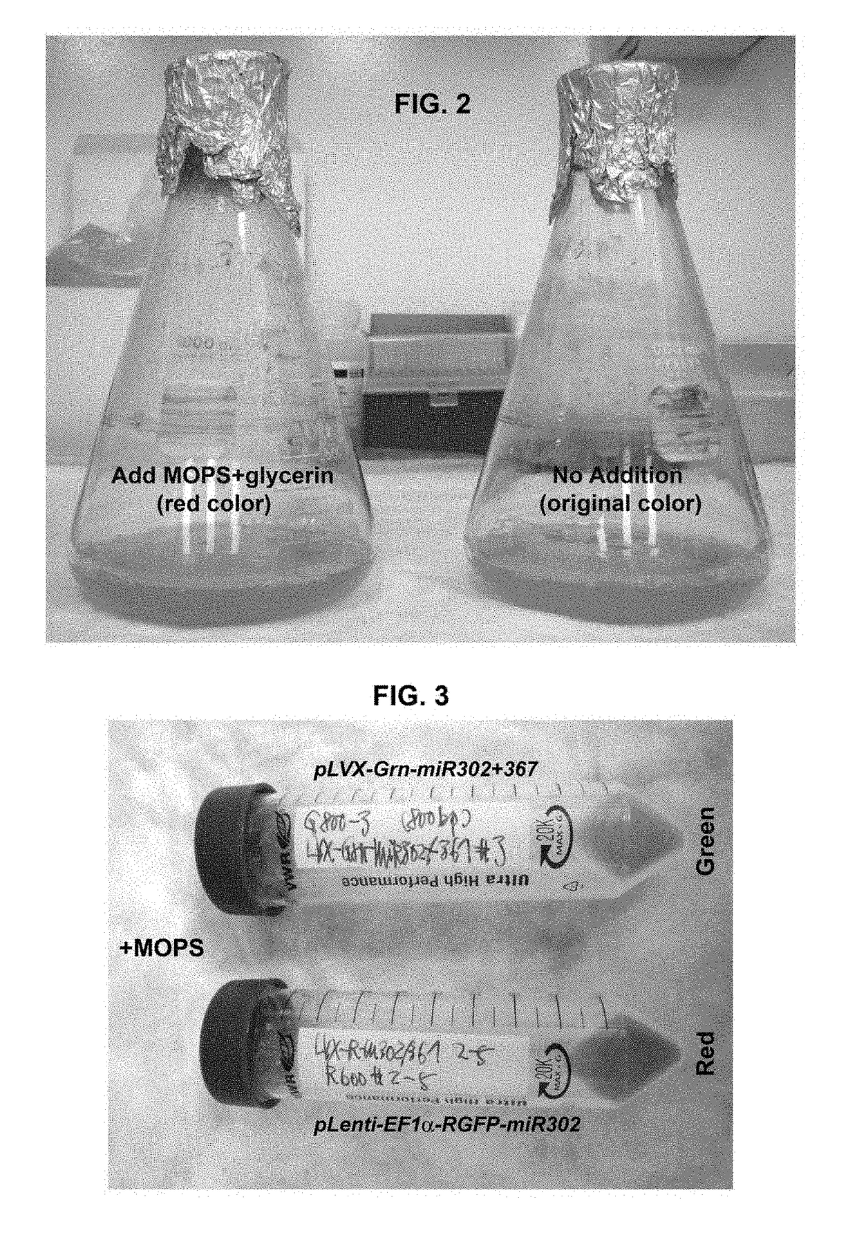 Composition and method of using mir-302 precursors as drugs for treating alzheimer's diseases