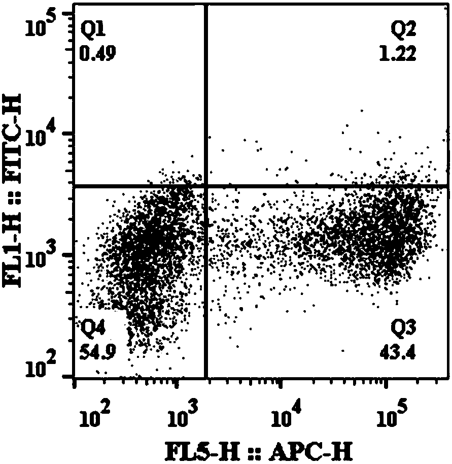 Construction method of split-TEV-Fast system and application of split-TEV-Fast system in detecting protein interaction