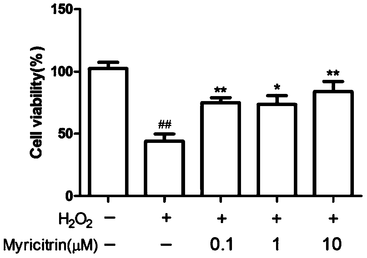 Application of myricetrin for preventing and treating osteoporosis