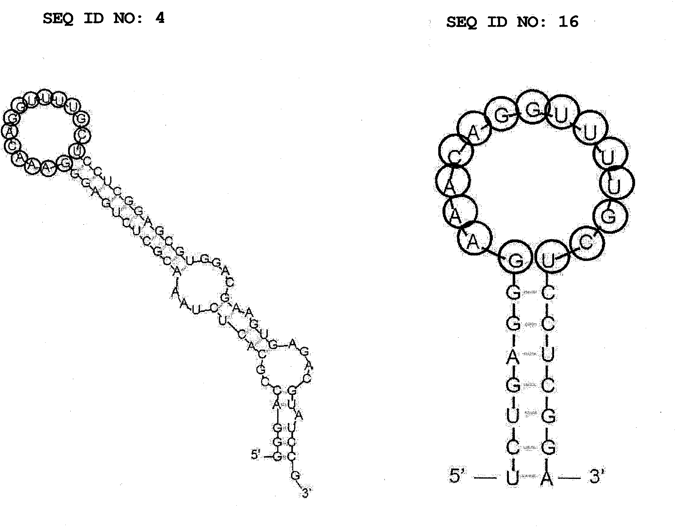 Aptamer for bonding to autotaxin and inhibiting biological activity of autotaxin, and use for same