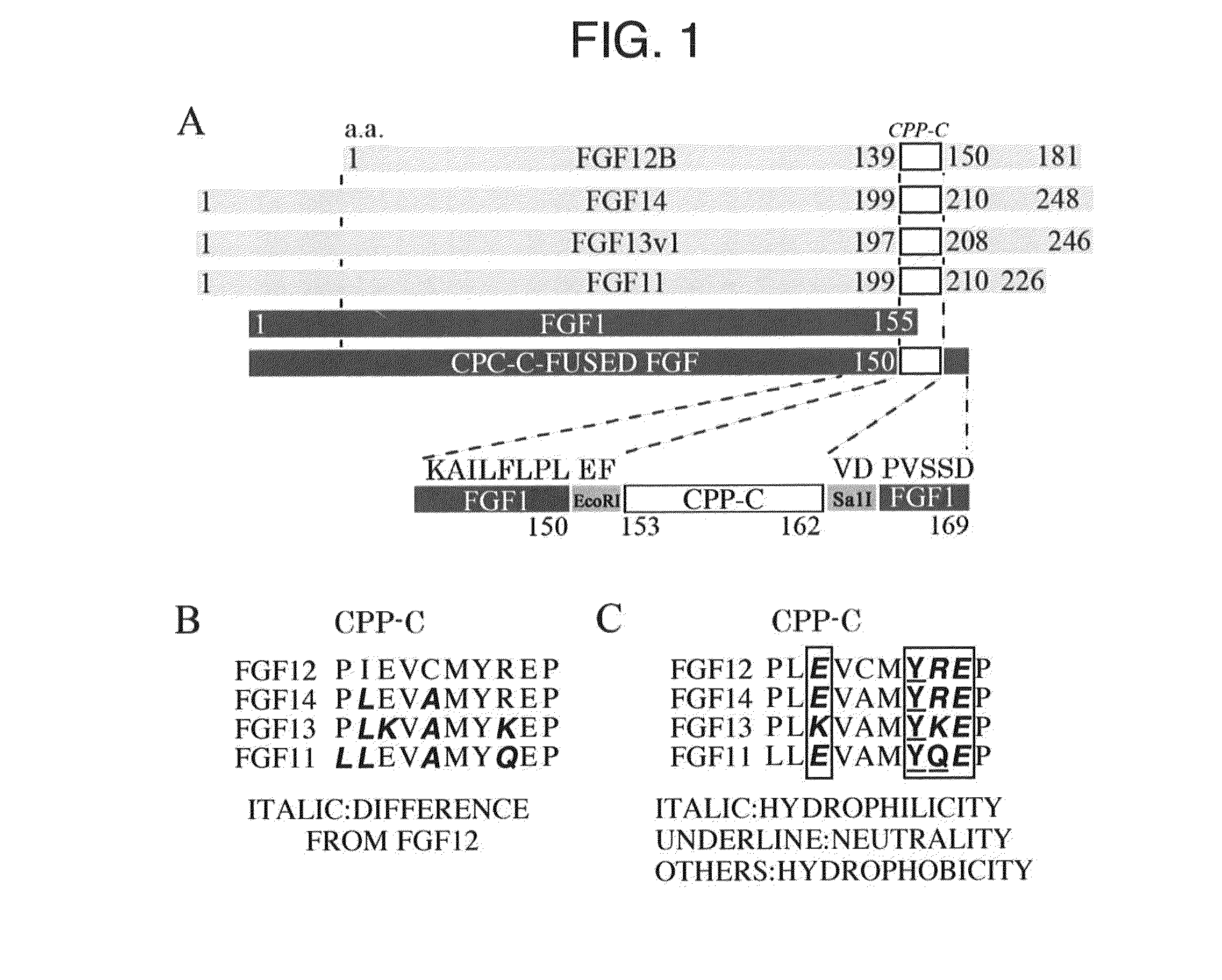 Medical treatment use of cell-membrane-permeable fibroblast growth factor