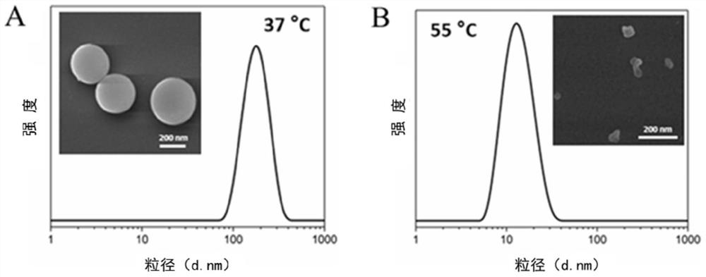 UCST type polymer with bacterium targeting function as well as preparation method and application of UCST type polymer