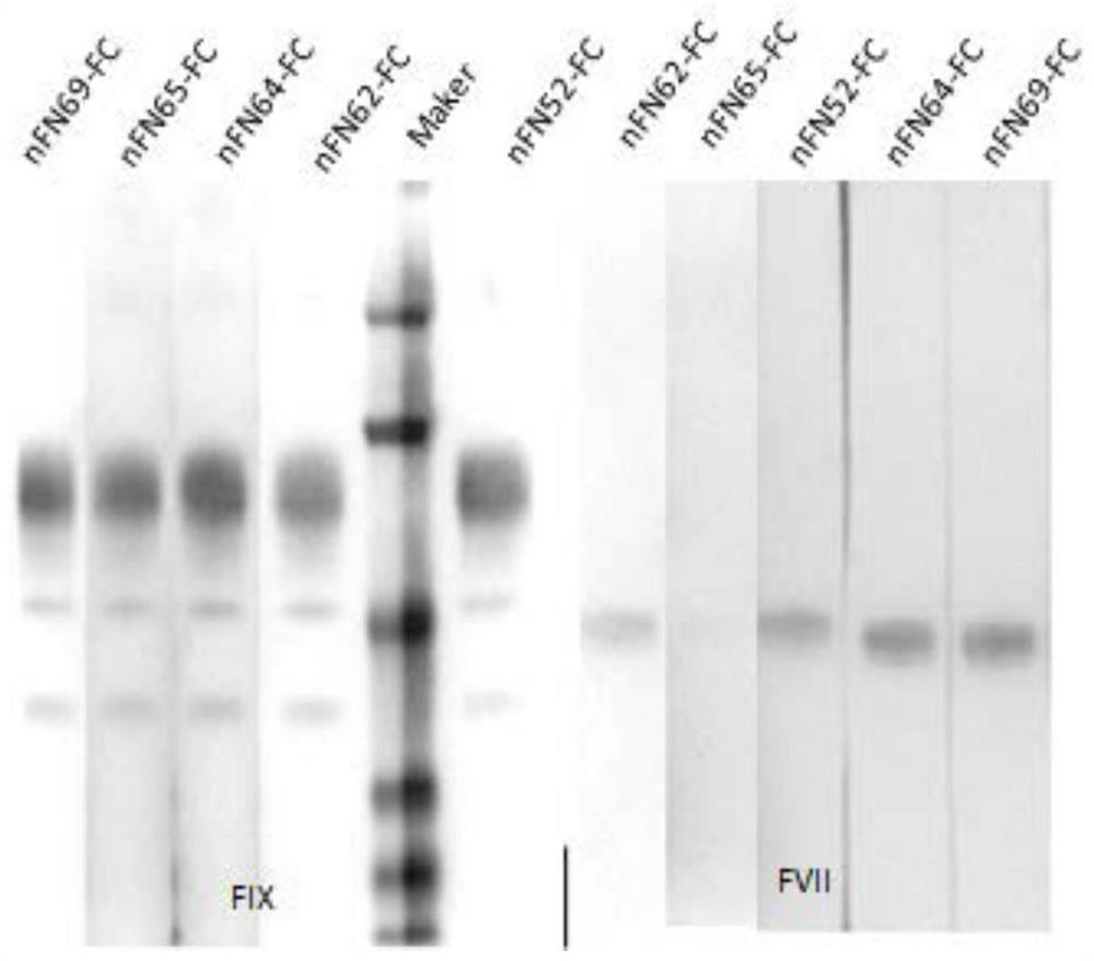 Single domain antibody against coagulation factor ix(fix)