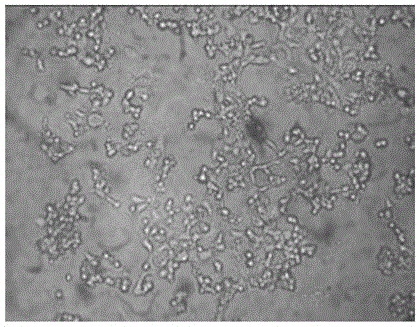 A kind of attenuated strain of respiratory syncytial virus and its application