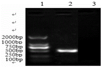 A kind of attenuated strain of respiratory syncytial virus and its application