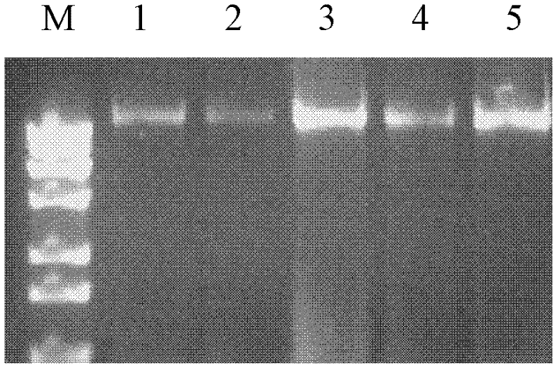 High throughput method for rapidly extracting genomic DNA of fungus