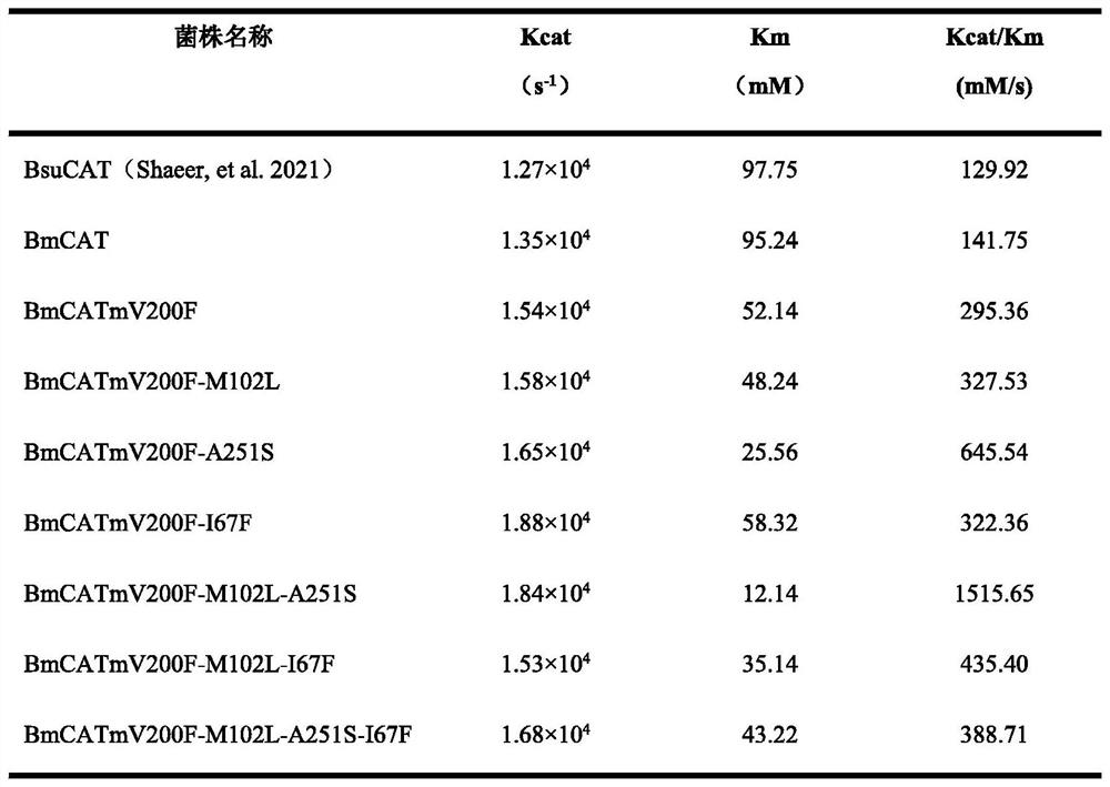 Catalase mutant and application thereof