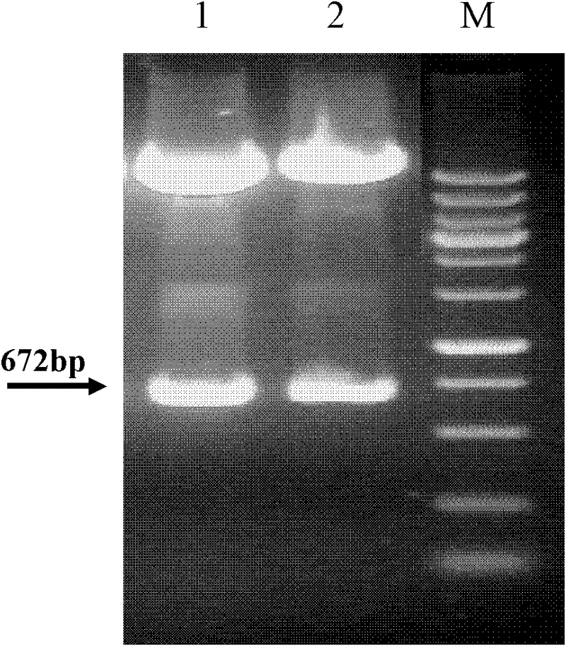 Preparation method of secretory type Rpf (Resuscitation promoting factor) factor based on transformant and application thereof