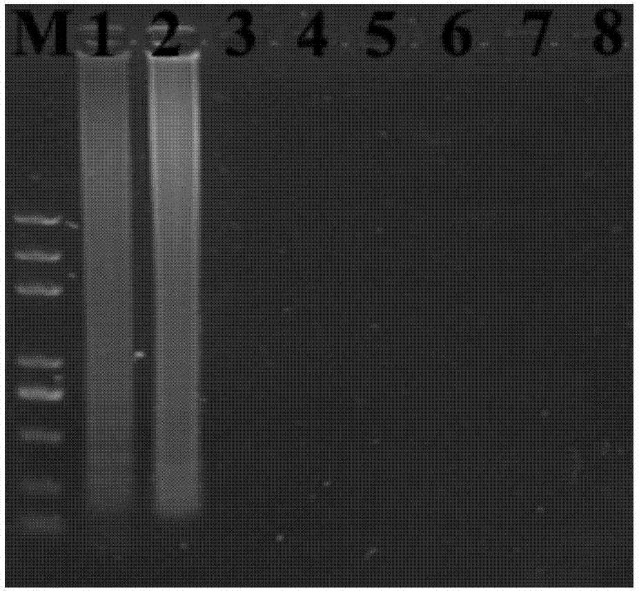 Rapid test method for reverse transcription loop-mediated isothermal amplification of turnip mosaic viruses