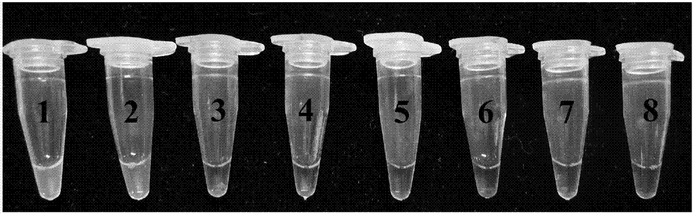 Rapid test method for reverse transcription loop-mediated isothermal amplification of turnip mosaic viruses