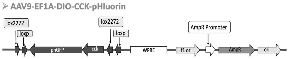 Biological fluorescent probe for dynamically monitoring cholecystokinin and application thereof