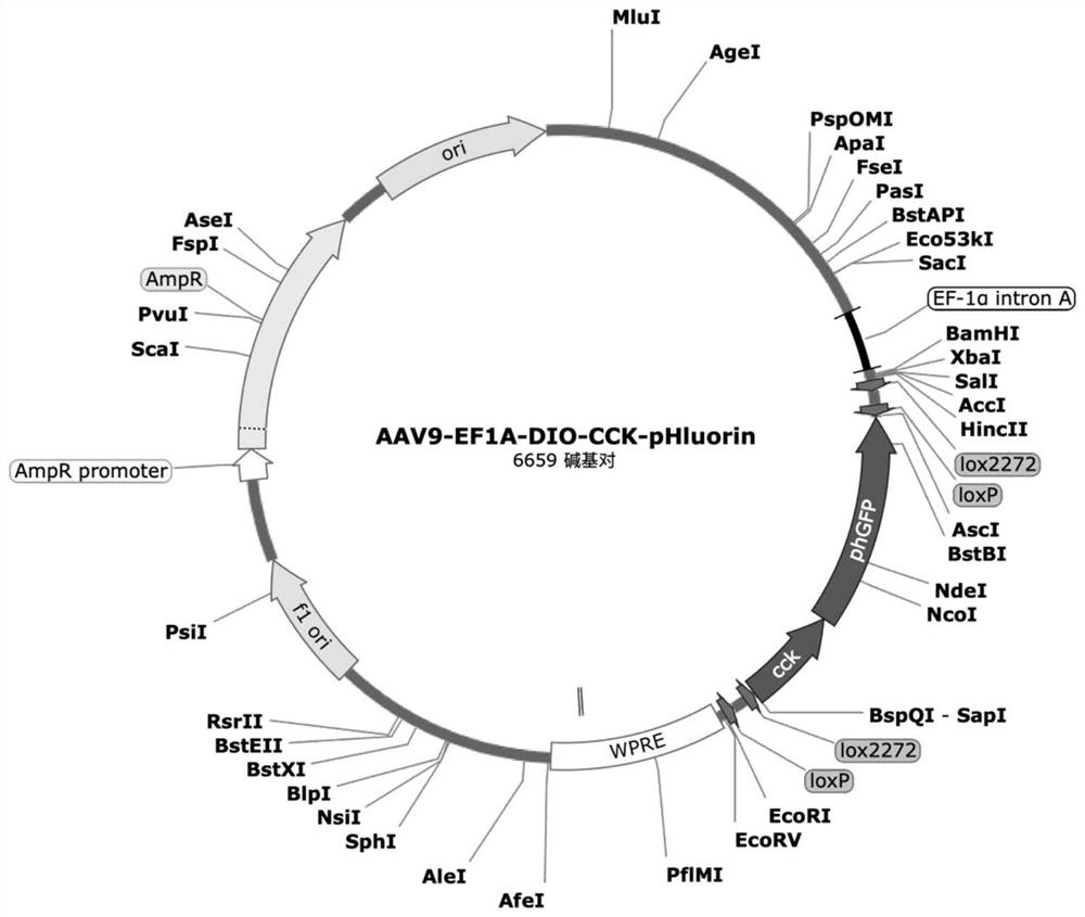 Biological fluorescent probe for dynamically monitoring cholecystokinin and application thereof