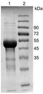 Purified renaturation method of L-aspartic acid oxidase inclusion bodies