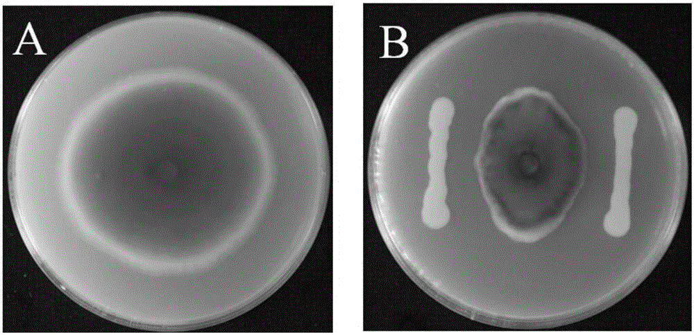 Pseudomonas mosselii and application thereof