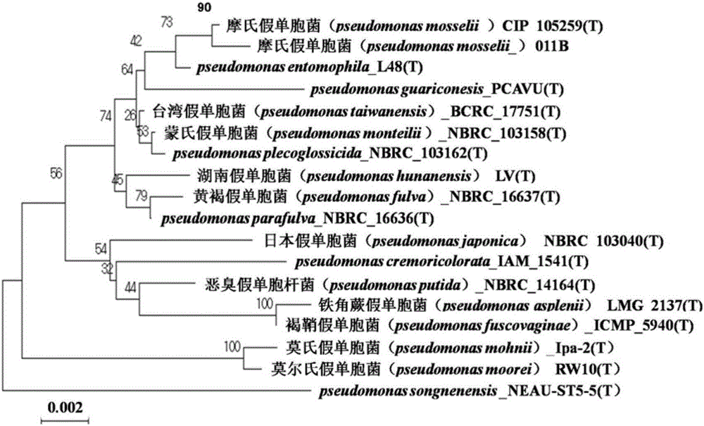 Pseudomonas mosselii and application thereof