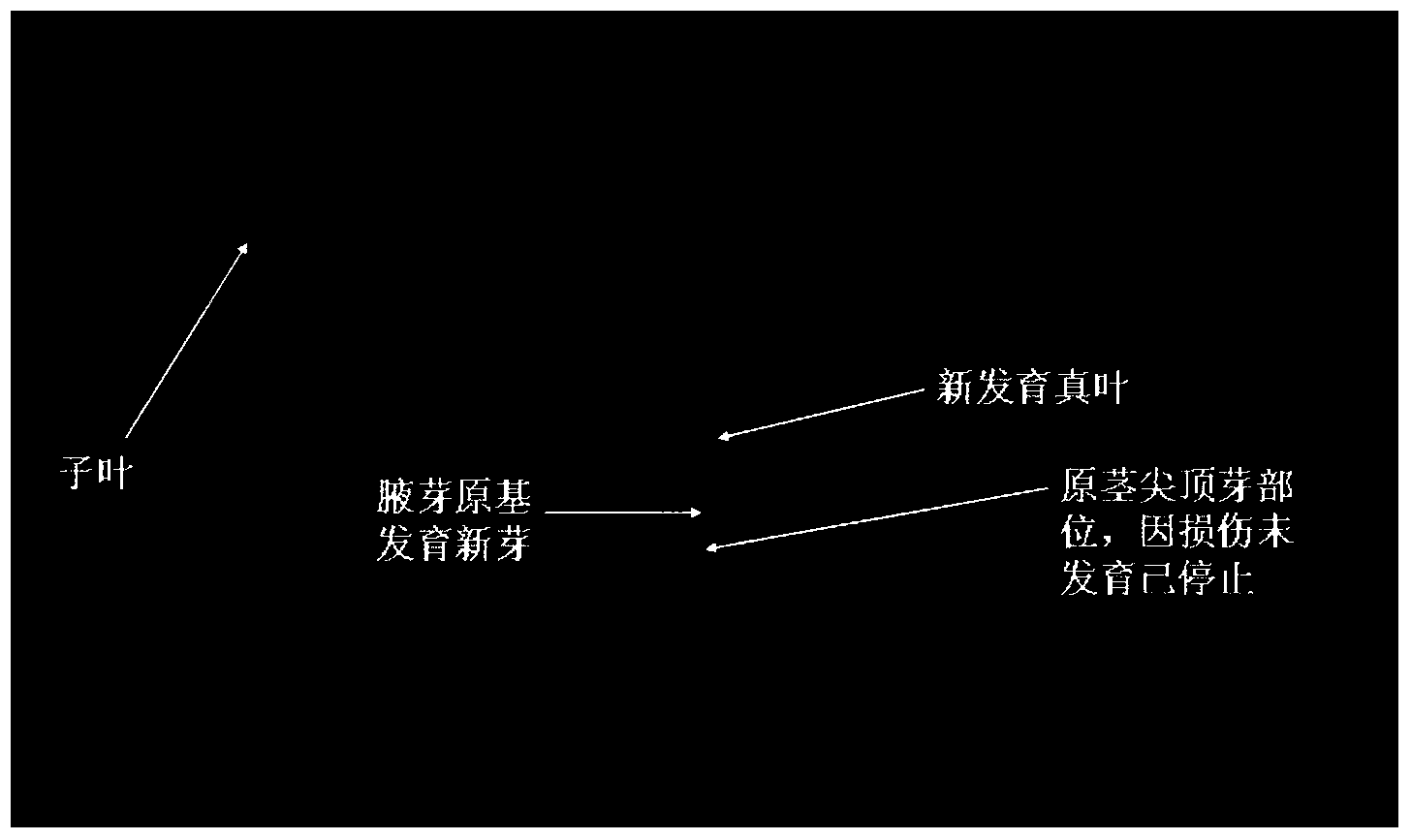 Method for preparing genetically modified cotton from axillary bud of cotton cotyledon